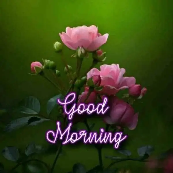 good morning photo